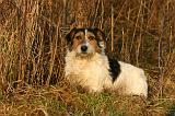 JACK RUSSEL 380